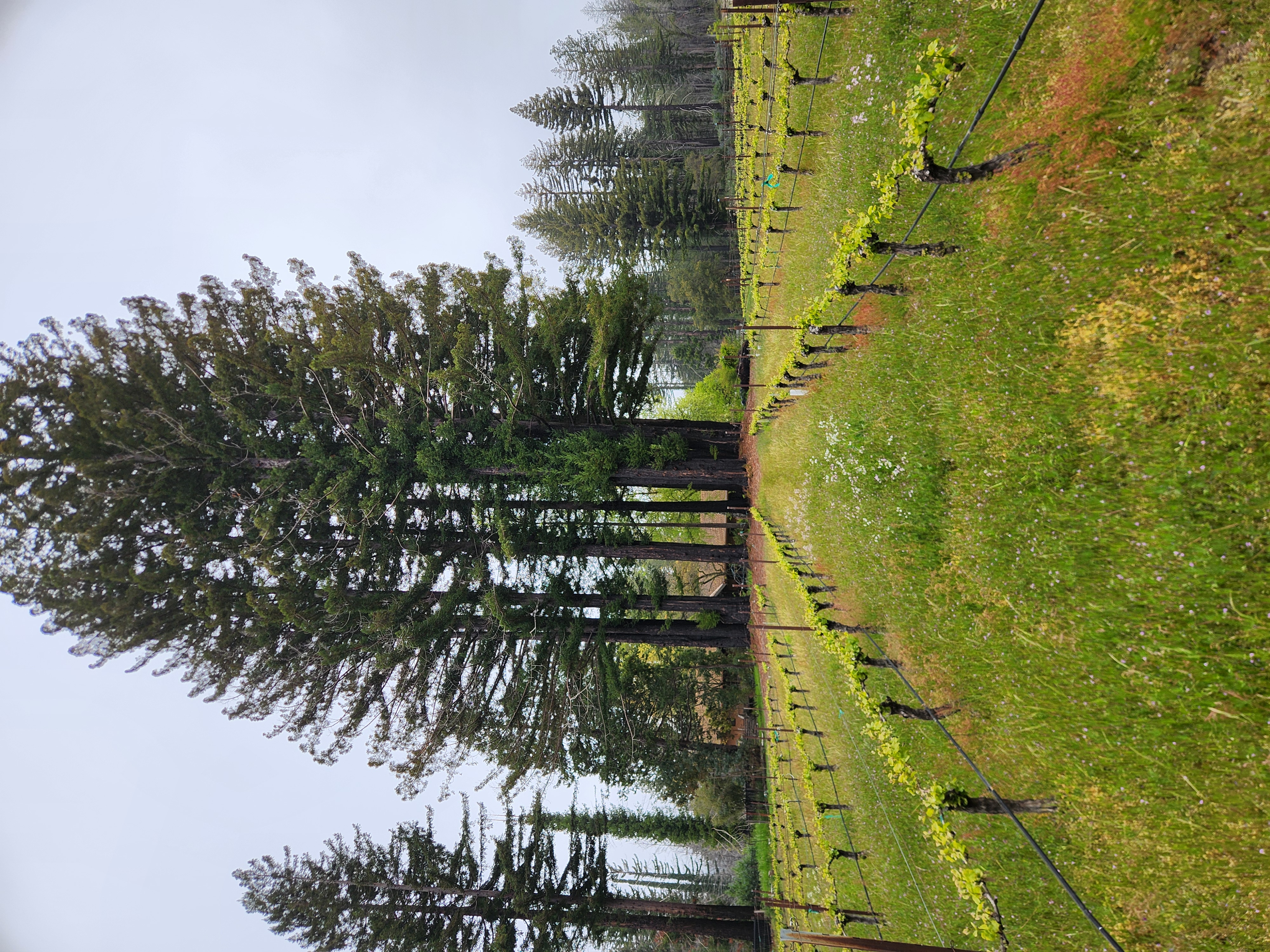 2025 Spring Vineyard