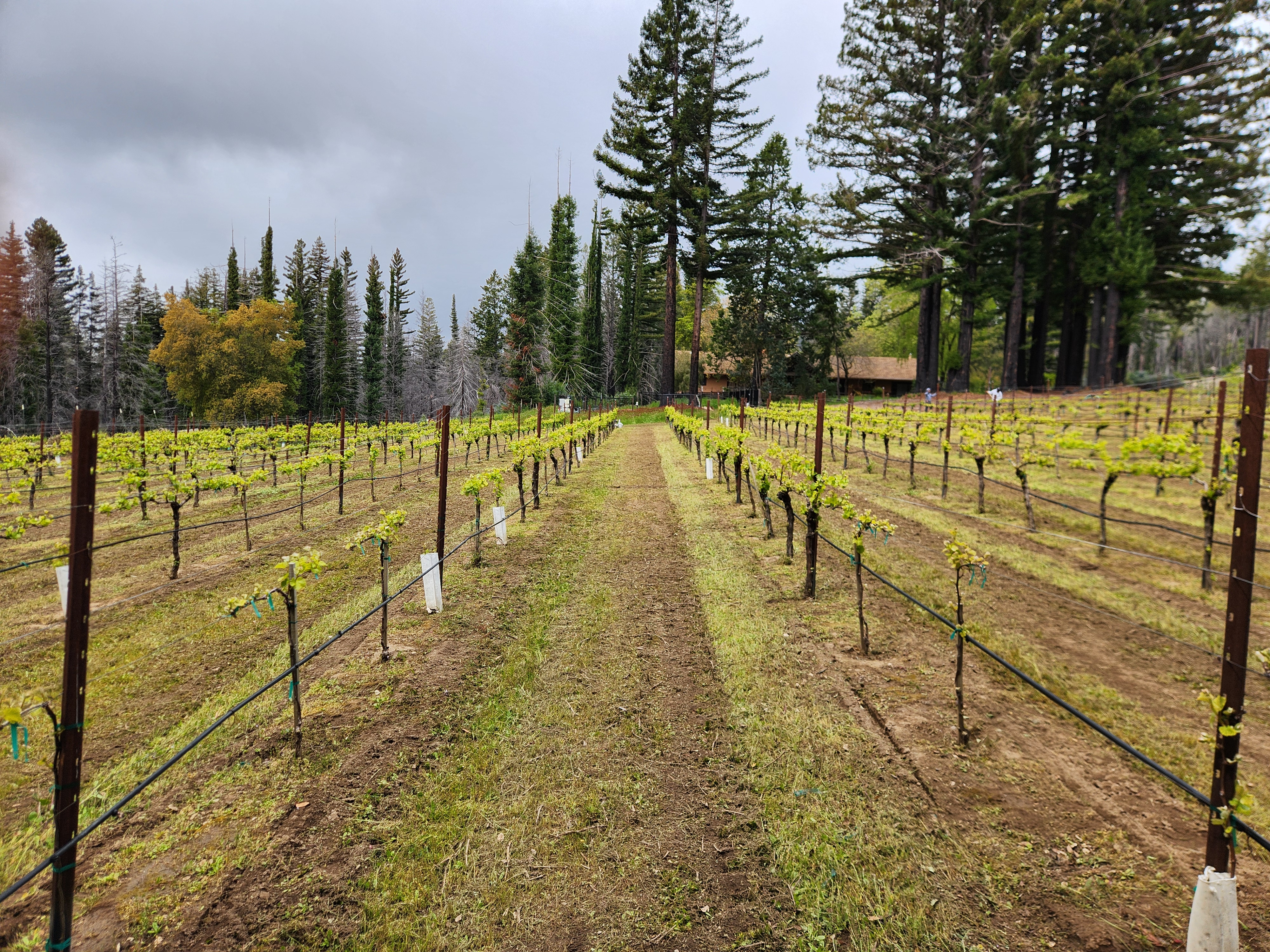 2025 Spring Vineyard