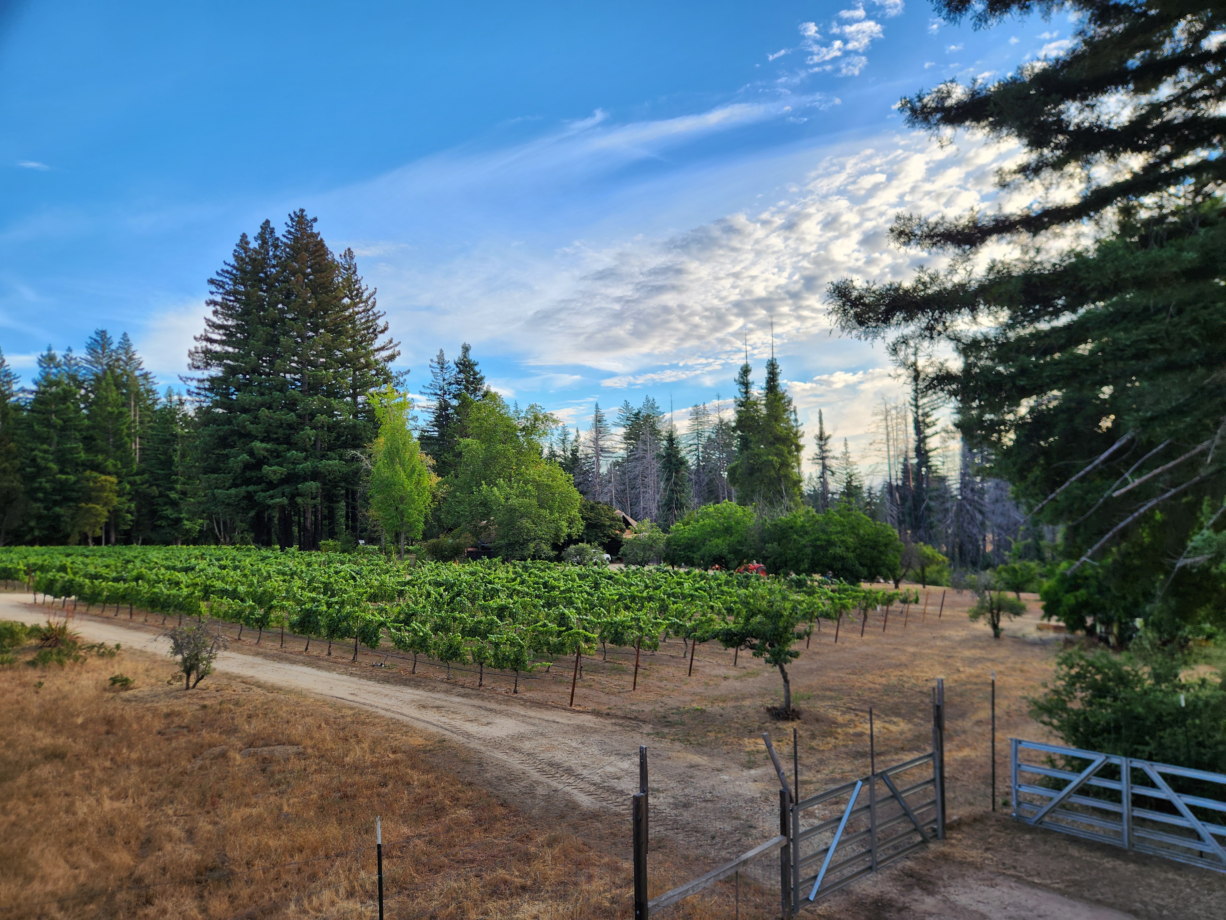 2025 Summer Vineyard