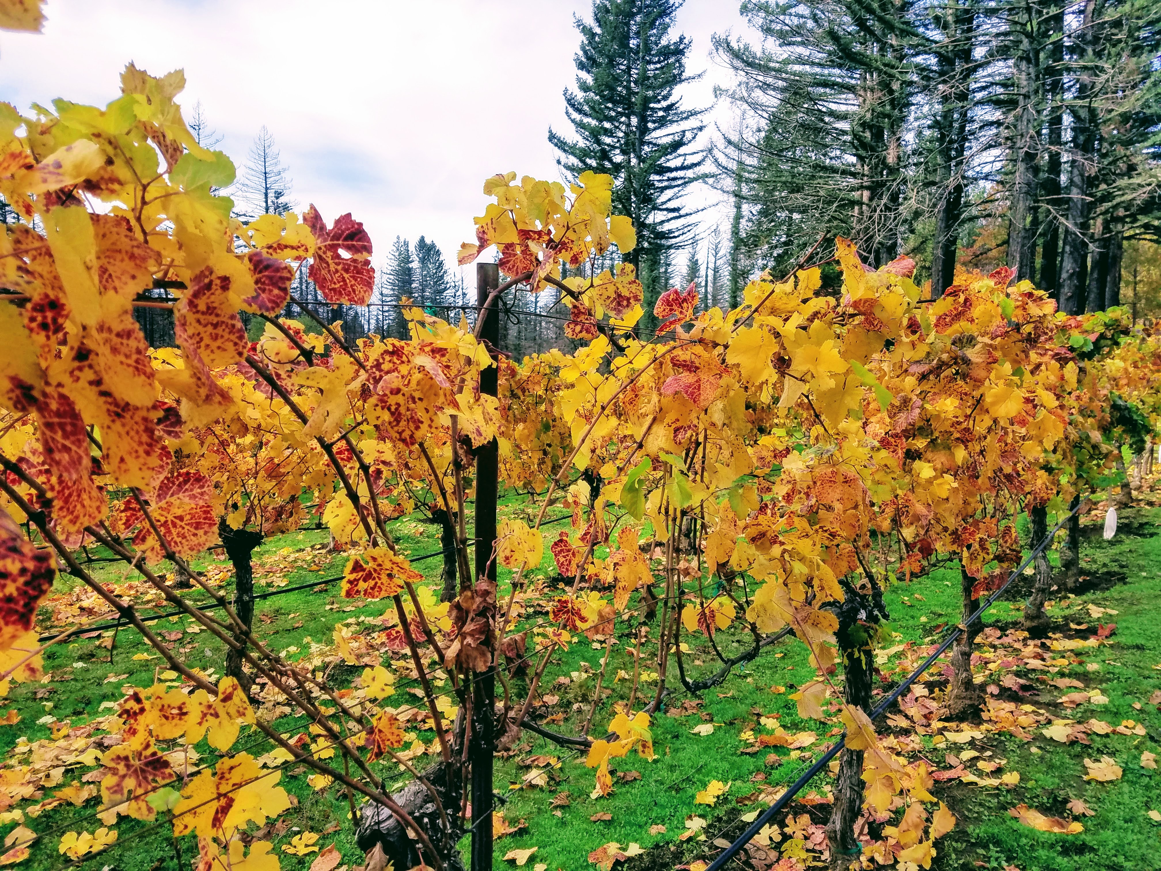 McHenry Vineyard Fall 2021